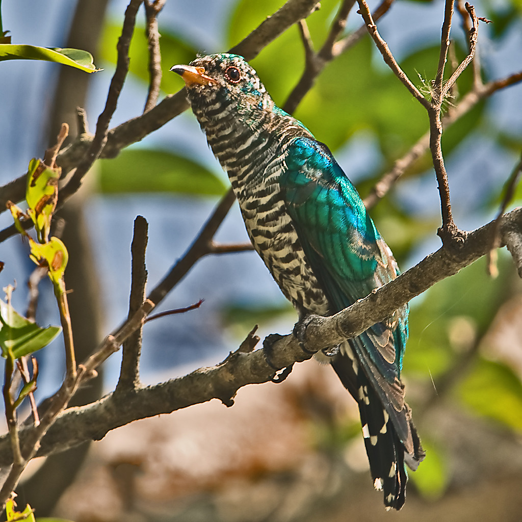 image Asian Emerald Cuckoo